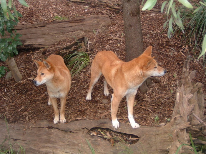 043 Dingos.jpg